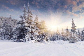 Christmas trees covered in snow and sun rising